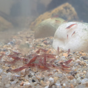 Neocaridina davidi déclassées