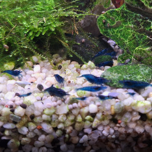 Blue velvet