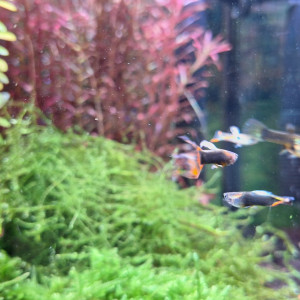 Guppy endler