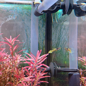 Guppy endler