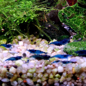 Blue velvet