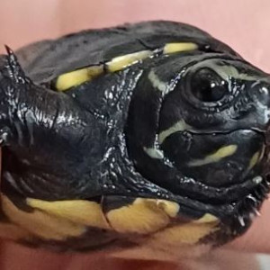 TORTUE KINOSTERNON BAURII