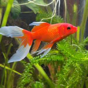 4 Poissons rouges en lot