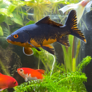 4 Poissons rouges en lot