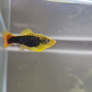 Platy hawaïen - Xiphophorus maculatus