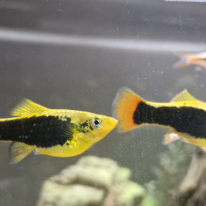 Platy hawaïen - Xiphophorus maculatus