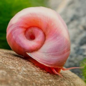 Planorbes