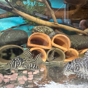 Hypancistrus L333