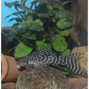 Hypancistrus L333