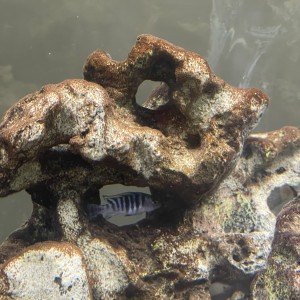 À donner famille cichlids