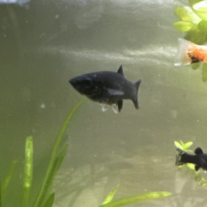 Black molly, Molly blanc lyre et poussière d'or