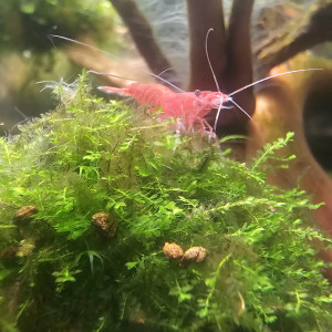 Neocaridina red cherry et red fire