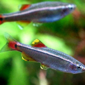 TANICHTYS