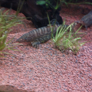 Don Botias Lohachatas