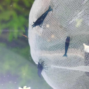 Neocaridina blue velvet