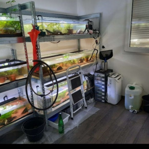 L'axoloterie : éleveuse professionnelle d'axolotls