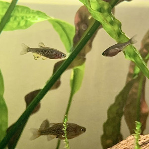 Danio Margaritatus / Galaxy Rasbora