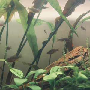 Danio Margaritatus / Galaxy Rasbora