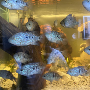 cichlidés herichthys carpintis