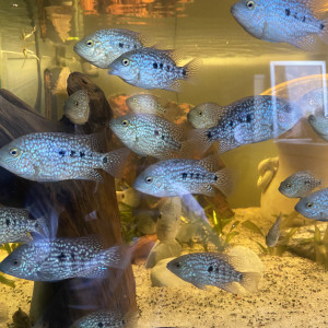 cichlidés herichthys carpintis