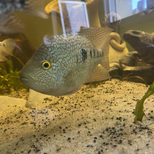 cichlidés herichthys carpintis