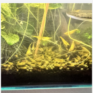 Neocaridina jaunes en vente