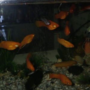 Platys orange