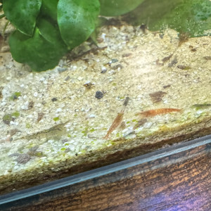 Crevettes rouge jaune transparente