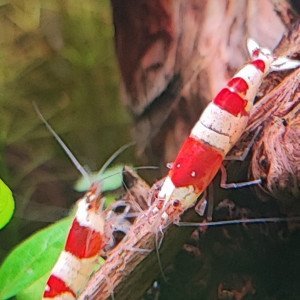 Crevettes red crystal