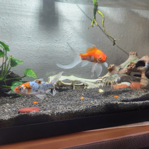 Recherche propriétaire d'un bassin pour accueillir 2 poissons rouge