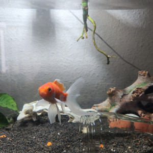 Recherche propriétaire d'un bassin pour accueillir 2 poissons rouge