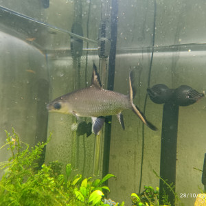 Requin argenté ou Balantiocheilos melanopterus