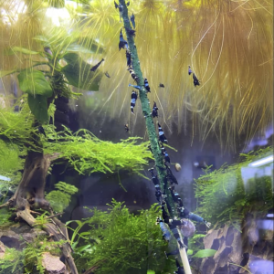 Lollies, plantes, branches, roche, accessoires,...