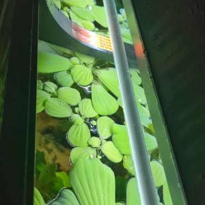 Lollies, plantes, branches, roche, accessoires,...