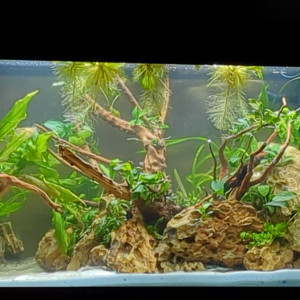 Lollies, plantes, branches, roche, accessoires,...