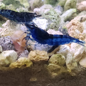 Lot de 12 crevettes blue diamond