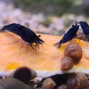 Lot de 12 crevettes blue diamond