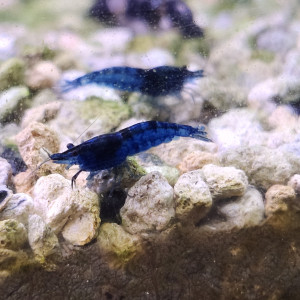 Lot de 12 crevettes blue diamond