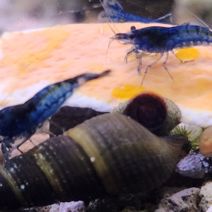 Lot de 12 crevettes blue diamond