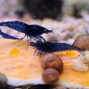 Lot de 12 crevettes blue diamond