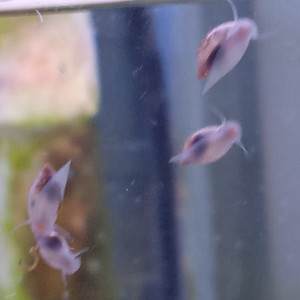 Lot de 150 escargot planorbe ,physe melanoide  livraison gratuite