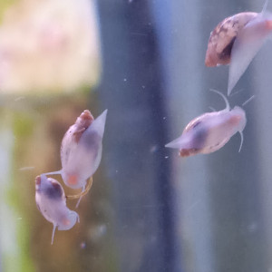 Lot de 150 escargot planorbe ,physe melanoide  livraison gratuite