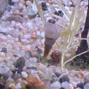 Lot de 150 escargot planorbe ,physe melanoide  livraison gratuite