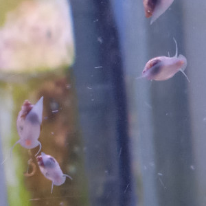 Lot de 150 escargot planorbe ,physe melanoide  livraison gratuite