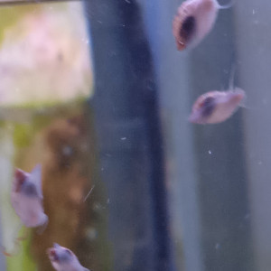 Lot de 150 escargot planorbe ,physe melanoide  livraison gratuite