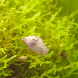 Lot de 150 escargot planorbe ,physe melanoide  livraison gratuite