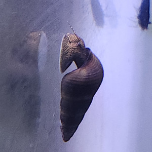 Lot de 8 escargot tylomelania livraison gratuite