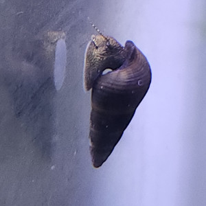Lot de 8 escargot tylomelania livraison gratuite