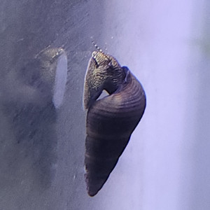 Lot de 8 escargot tylomelania livraison gratuite