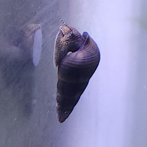 Lot de 8 escargot tylomelania livraison gratuite